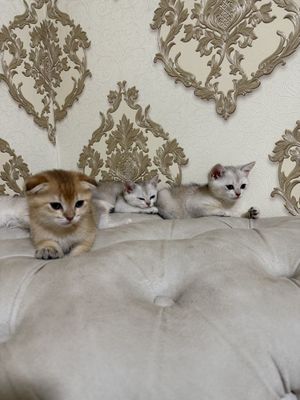 Продам серебристой шиншиллы котята