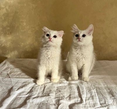 Породистые котята