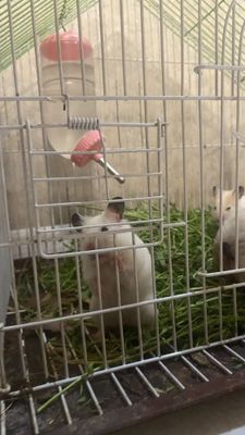 Hamichok sotiladi donasi 50 migdan bollarini ota onasi 100ming