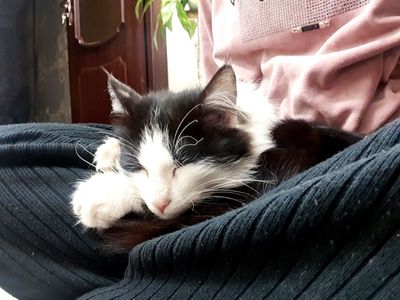 Животные