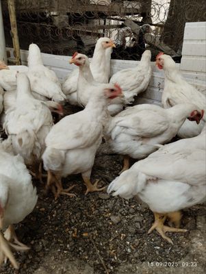 Продам бройлер куры