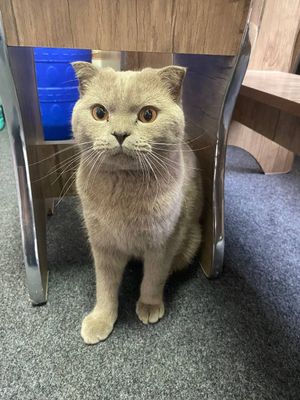 Mushuk zotdor. Scottish fold.