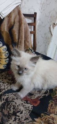 Продаётся сиамский котята