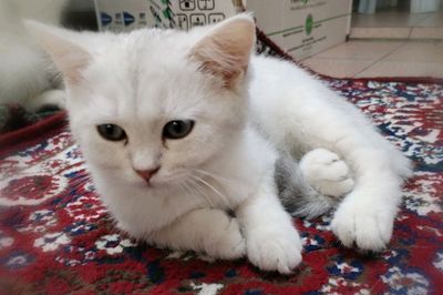 кошка