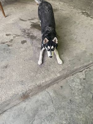 Продаётся хаска полтора года