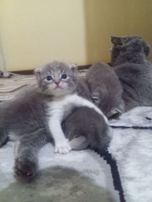 Скоттиш фолд вислоухие