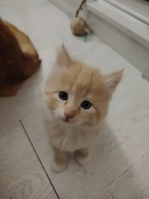 Продам сибирских котят