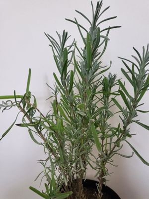 Lavanda лаванда душистая
