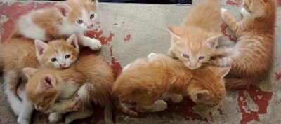 Котята,2 месяца(мальчики и девочки)
