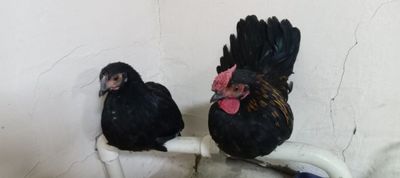 Yapon tovuq xoʻrozla sotiladi