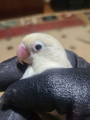Папугай неразлучник опалин