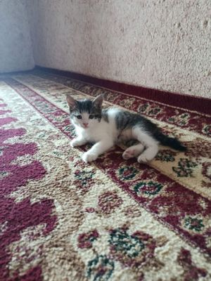 Отдам кошек в добрые ручки