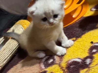 Продаются котята Шотландской породы!