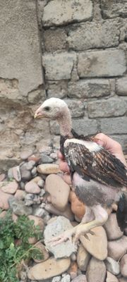 Dakan Jo'jalar sotiladi