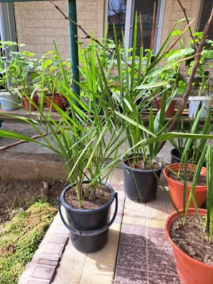 Финиковая пальма 8 летние. Есть и помоложе. Разных размеров и цены