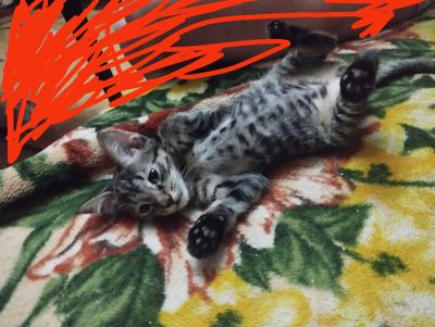 Отдаем котят в хорошие руки