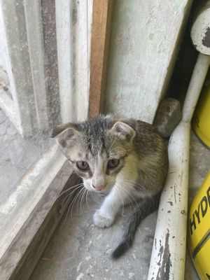 мушукча киз бола