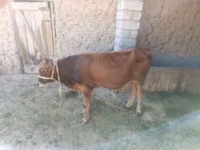 Sotiladi Qarshini moli kelishtirib beramiz 13 mlyn