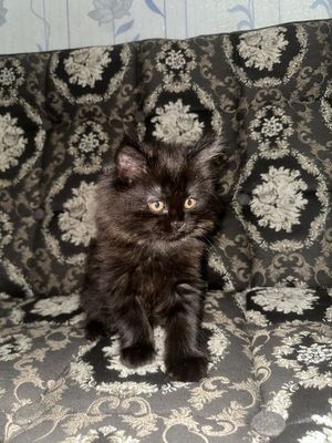 Британский котенок