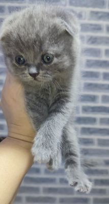 Продаются котята