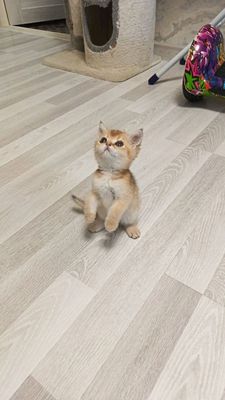 шикарные малыши с дорогим окрасом готовы