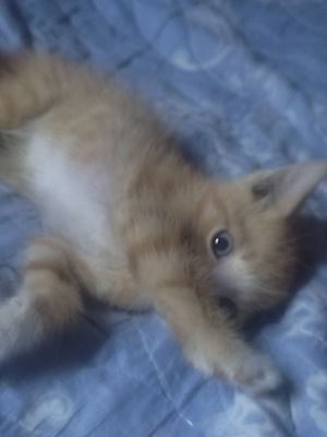 Рыженький котенок мальчик