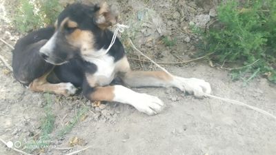 It sotiladi zoti kirem bl