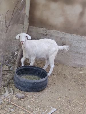Echki sotiladi 2 yoshar