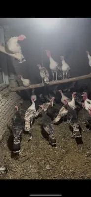 Куркалар сотилади тез ва арзон