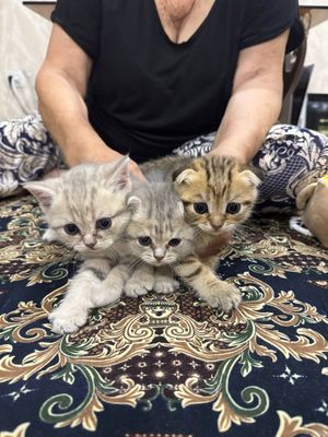 Скоттиш фолд, вислоухие