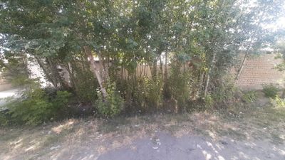кук терак сотилади