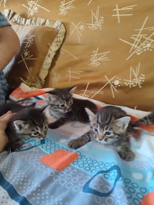Котята очень хорошие