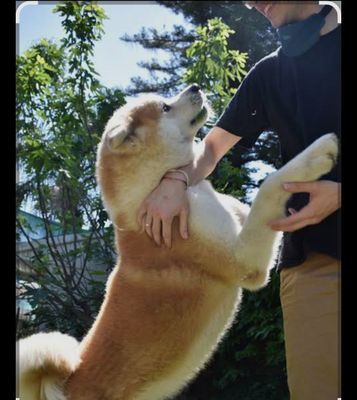 Akita inu sotiladi