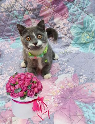 Продается котенок манчкин мальчик