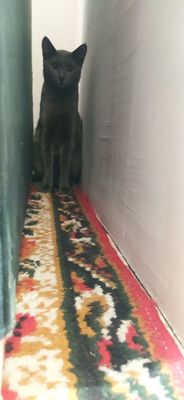 mushuk