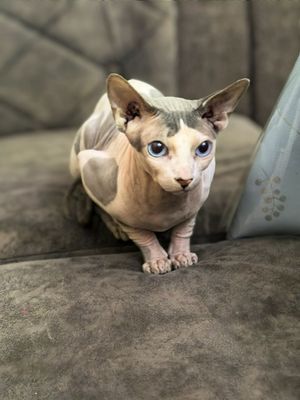 Продаётся котик сфинкс