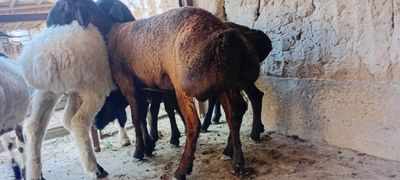 Кучкорлар сотилади