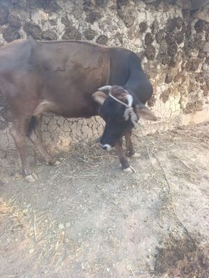 Sigir sodiladi arzon narxda