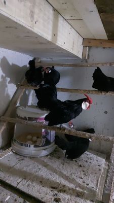 Продаются декоративные куры