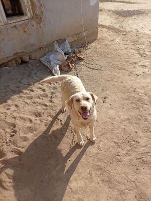Shahriyor