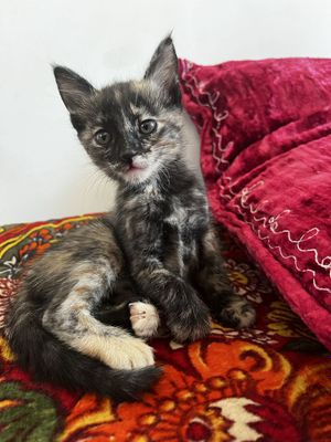 Продаётся кошки домашние бенгальская