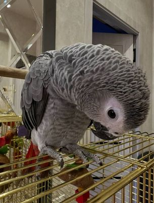 Жако Попугай ручной