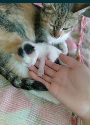Кошка мать и ребёнок