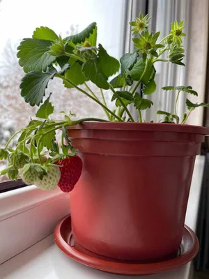 Клубника в горшочках