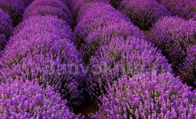 Tabiat go‘zalligi lavanda guli