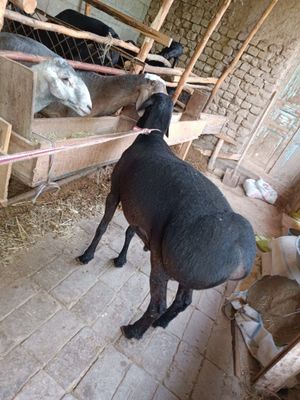 Qoy toza boqilgan 24/7 qassob