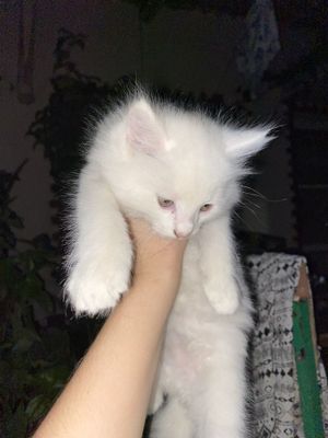 Котенок пародистый смашаны с сиямский и скотиш