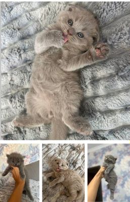Элитные котята хайленд
