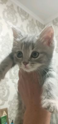 Мушук боласи сотилади