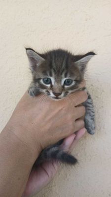 Отдаем котят в хорошие руки